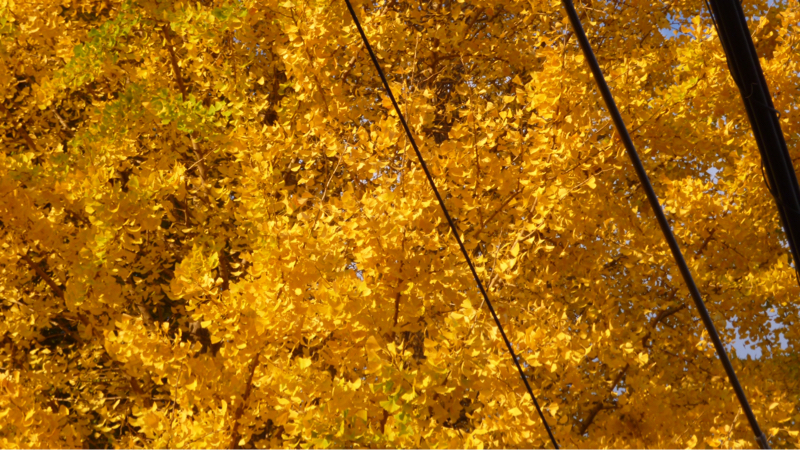 #886 もう20年経過、その間の存在感