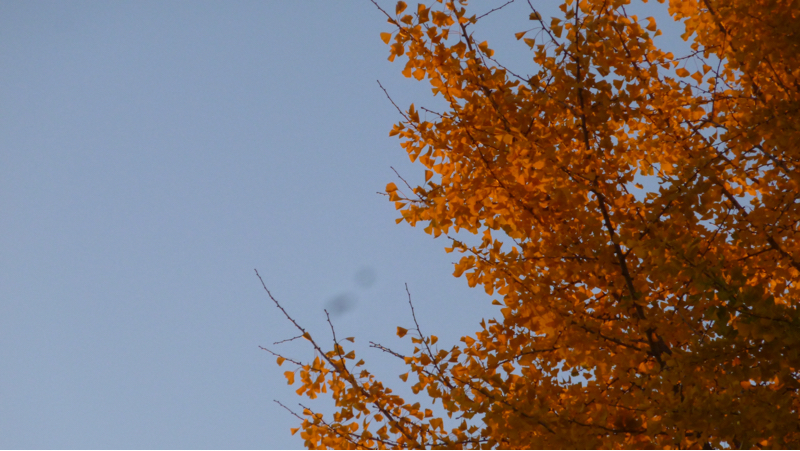 #887 日向山山林火災