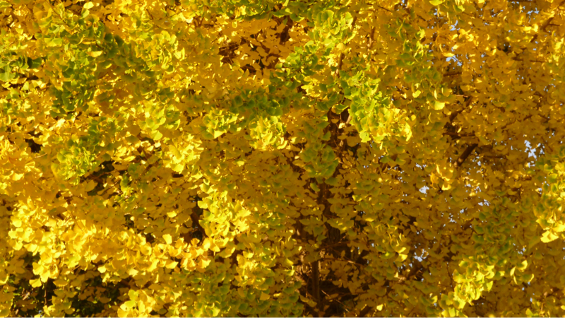 #888 お金返してきたり