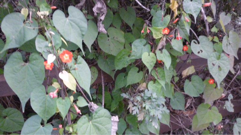 #892 正月から日常へ