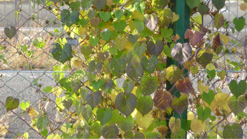 #894 ペースを落とす必要性