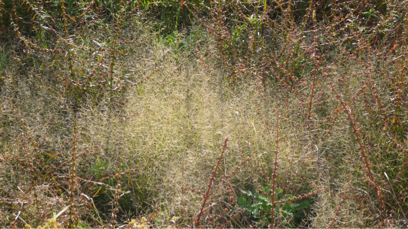 #901 マグライトと杖と闘志