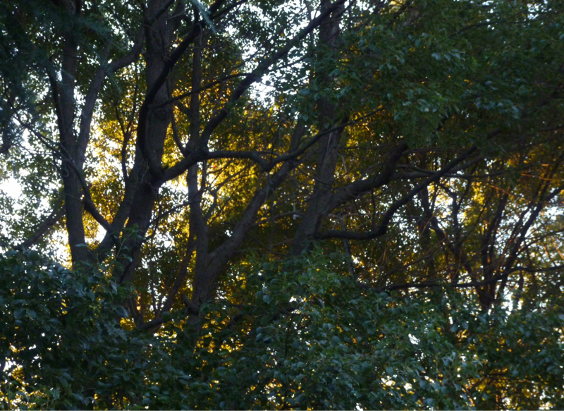 #902 図書館とか平家物語