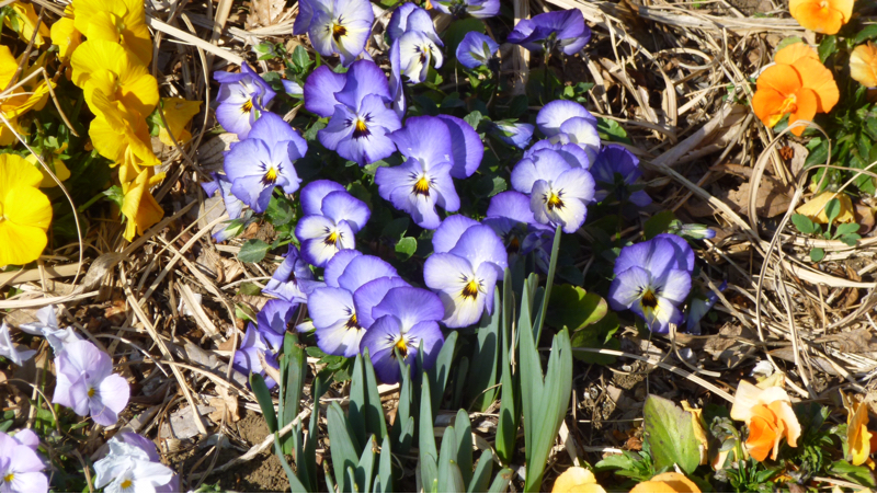 #904 期日前投票2026衆議院とか金価格