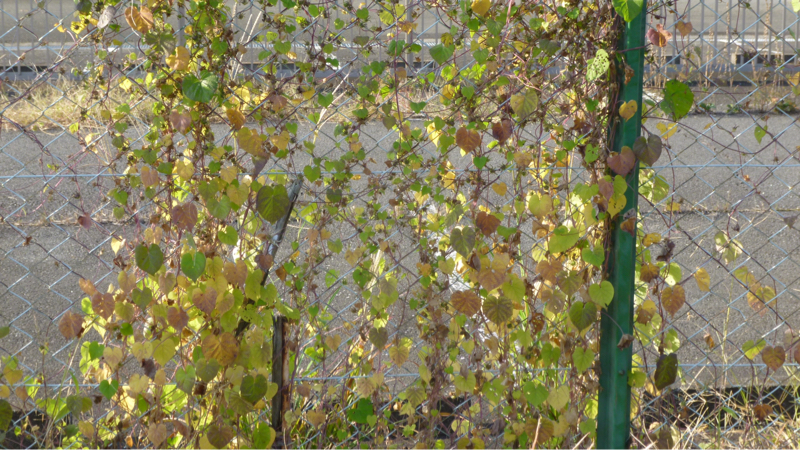 #906 歩く楽しみなど