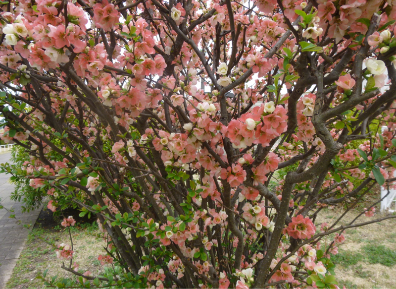 #909 仕事探しとか衆議院議員選挙