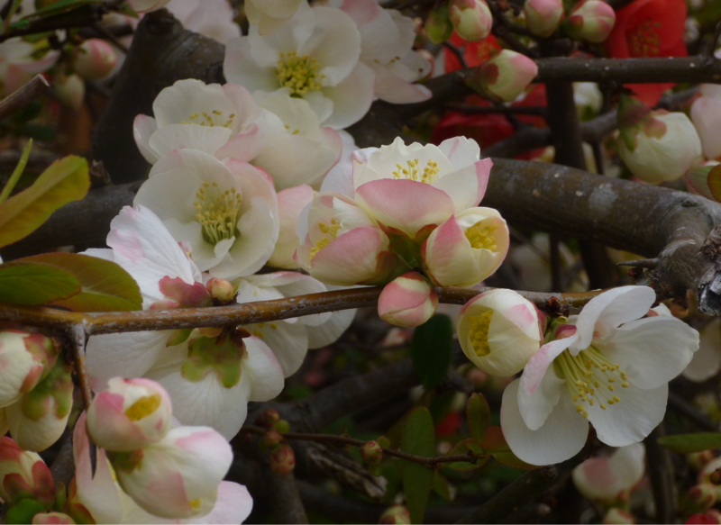 #910 忘れられてた面接