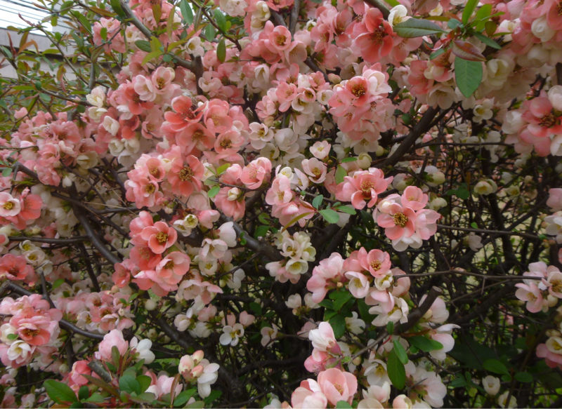 #911 ヤバい寒さとか”話せる”こととか