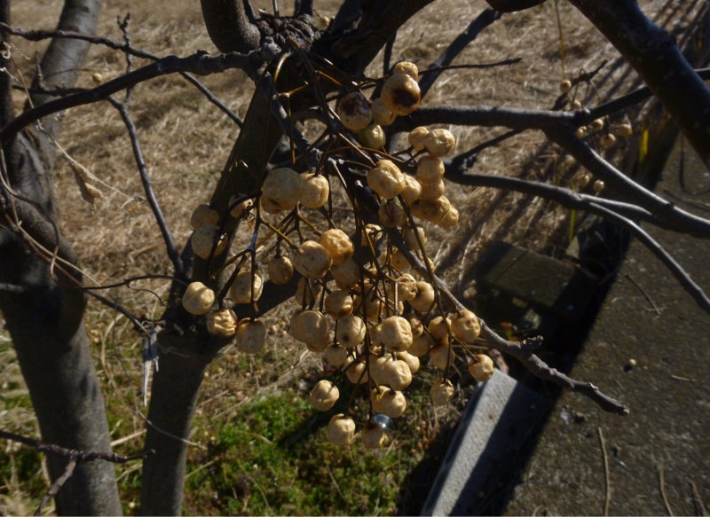 #914 ハローワーク(大)とかイジワルされがちとか