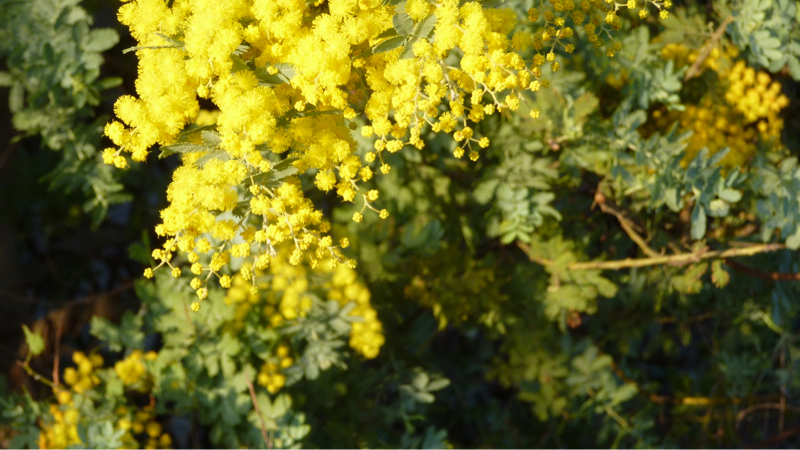 #922 大スキャンダルとか丙午とか