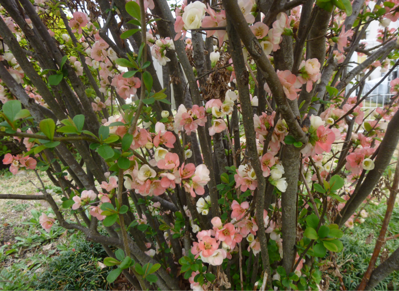 #925 札所巡りリサーチまとめとか先行き満遍なくとか