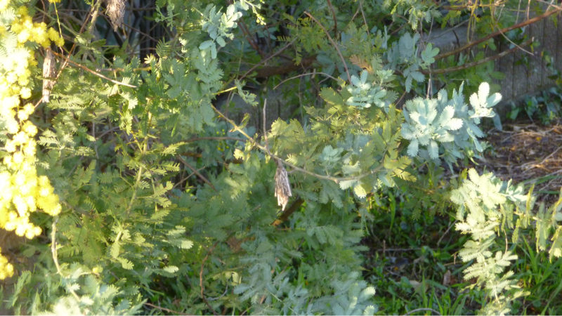 #927 秩父の文化を想像したりとか