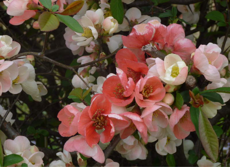 #930 クレーム疲れ、詐欺疲れ