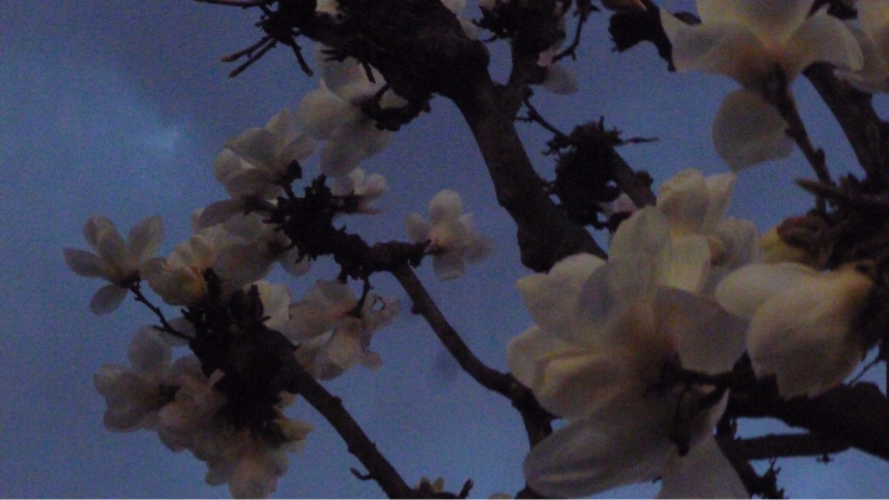 #931 戦争は長引くのかどうか、トーラーとか