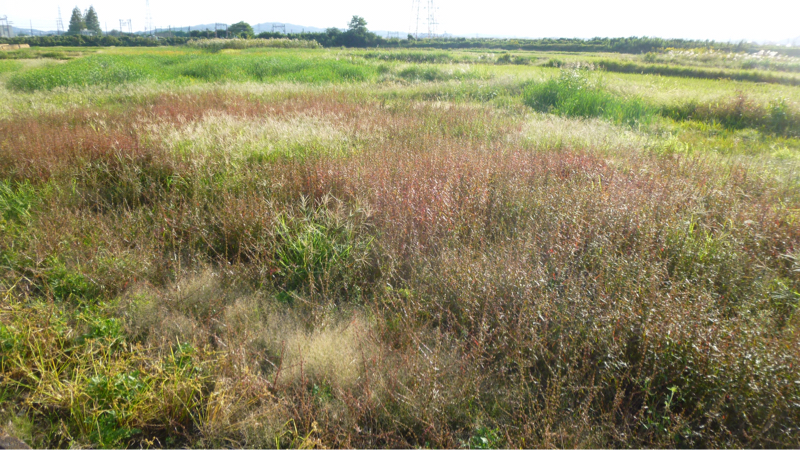 #937 ラジオトークの末席にて