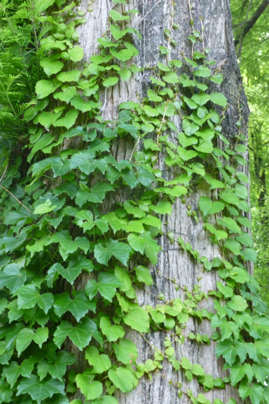 #938 風邪っぴきとかSpotify とか