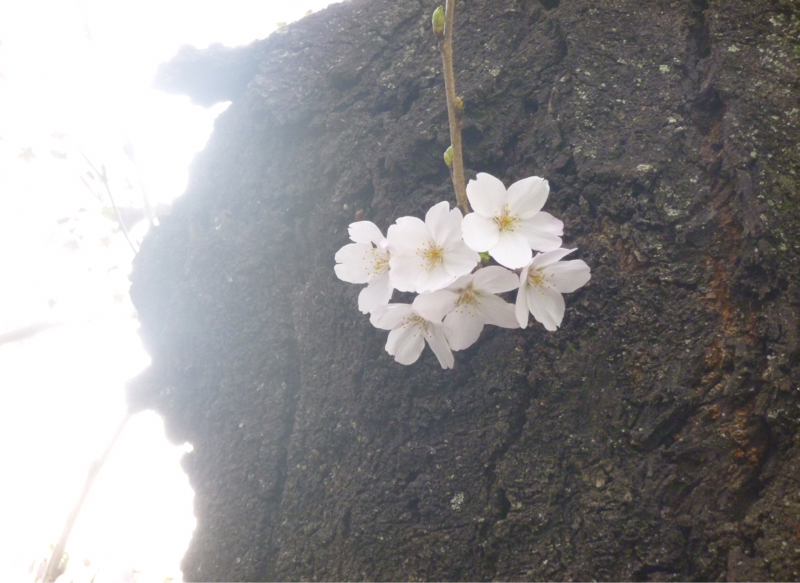 #945 血糖値と自律神経