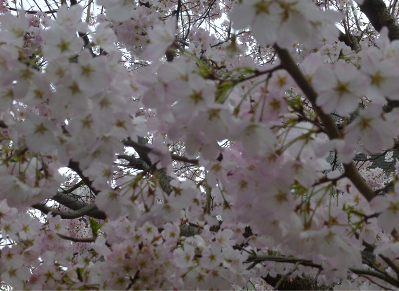 #953 フタが開いた月曜日