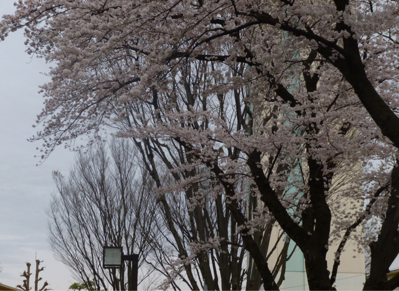 #954 年度末、サービス終了のtaspo とか