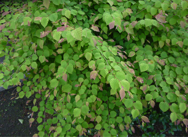 #955 アメリカ大統領の演説の感想など