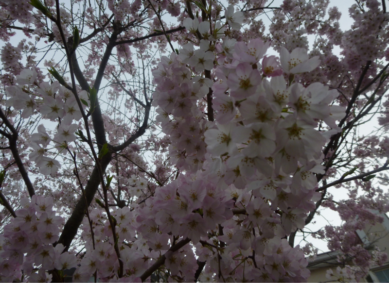 #956 春本番、波乱の1週間