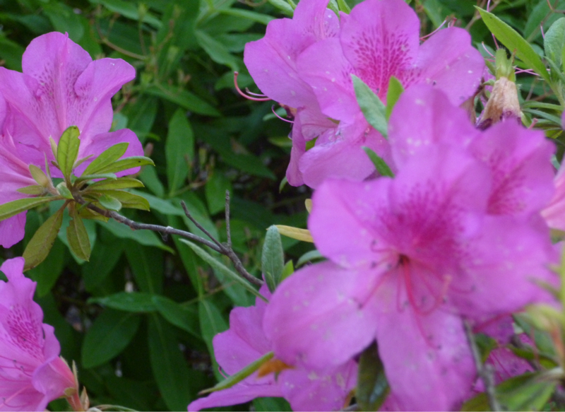 #962 お祈り班の出番です