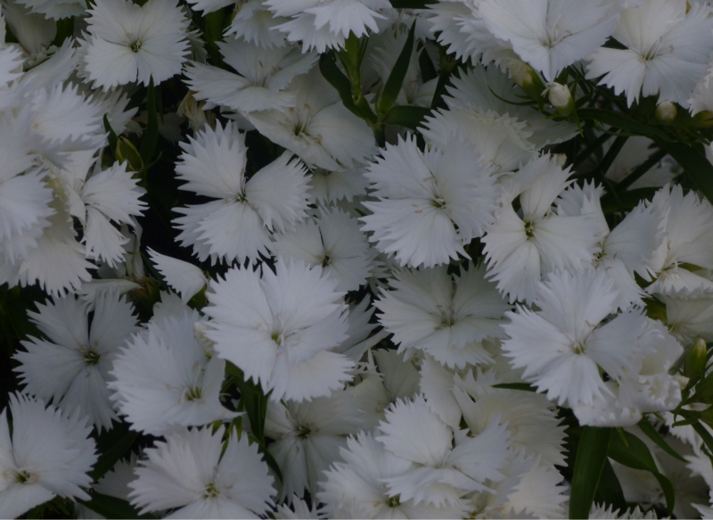 #963 細筆の命毛(いのちげ)に翻弄される