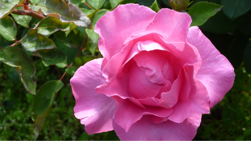 #964 初夏の日差しと草抜き