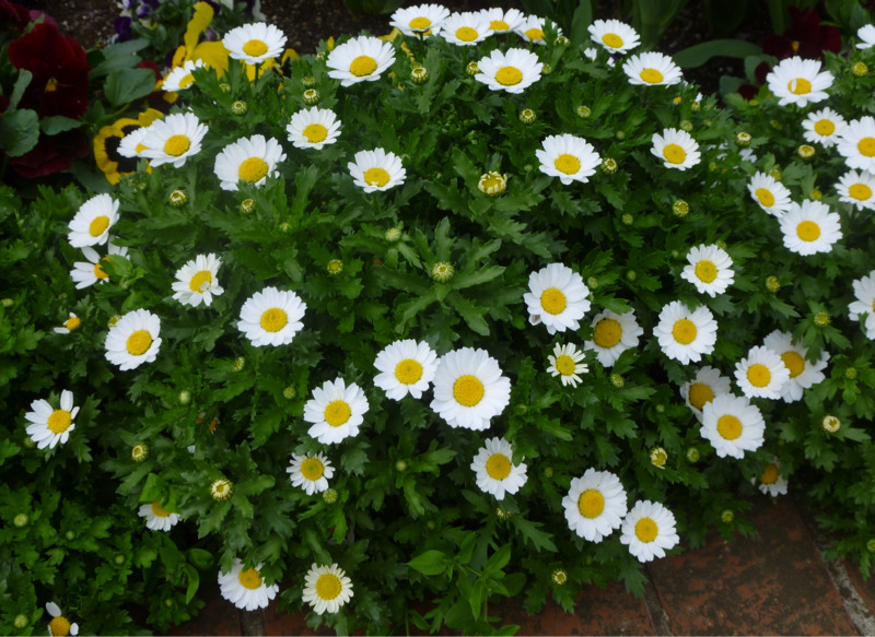 #966 旅支度デー