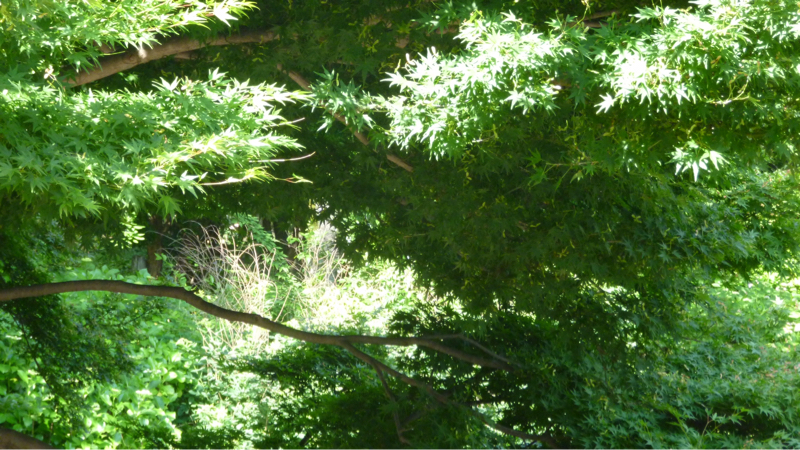 #969 仏弟子と数珠とラジオ