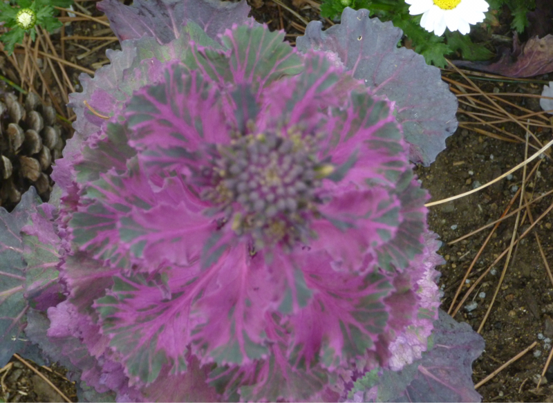 #970 生き物としての快適さを求める