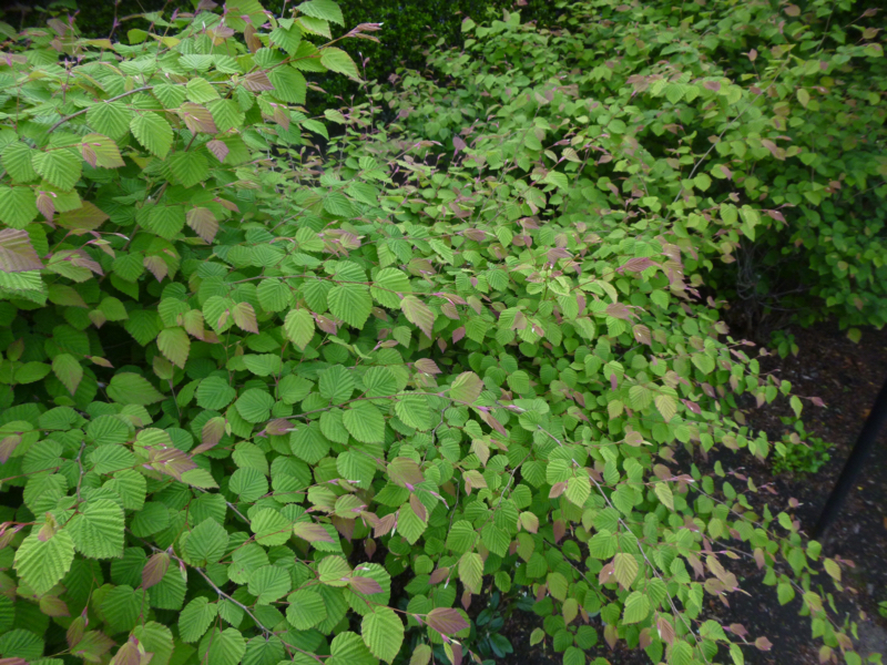 #973 ハローワークの日、仏式老老介護