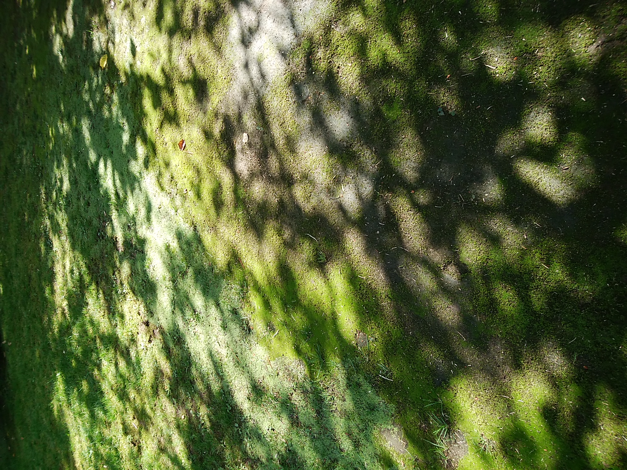 刀遠征と燭へしのはなし