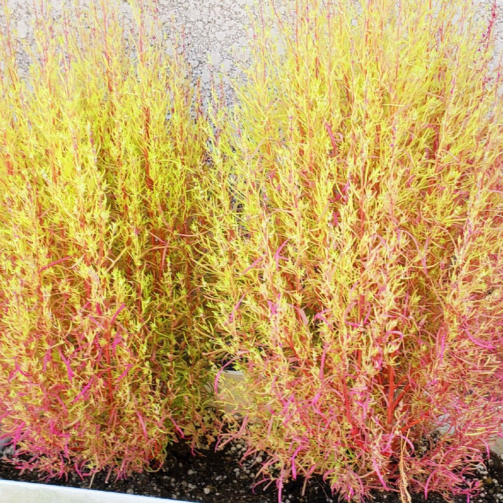 ＃2 半分赤い“一色一会”