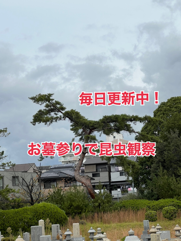 #111  お墓参りで昆虫観察