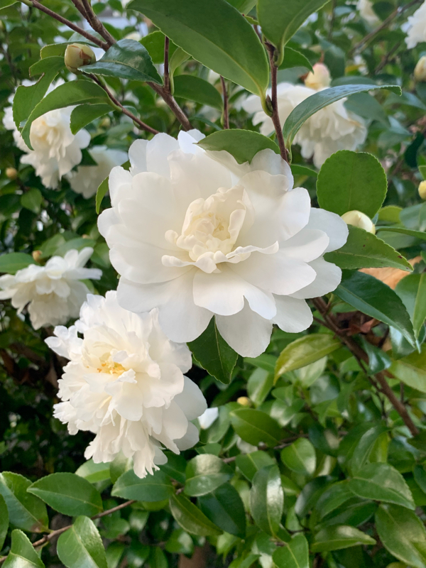 ルイボスティーのフタに注意