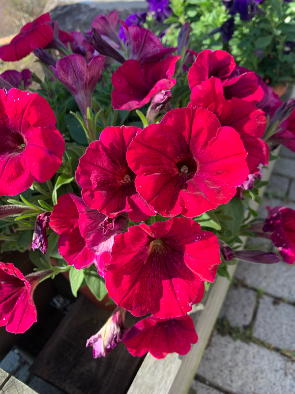 ダイキチさん、1日復活するってよ！