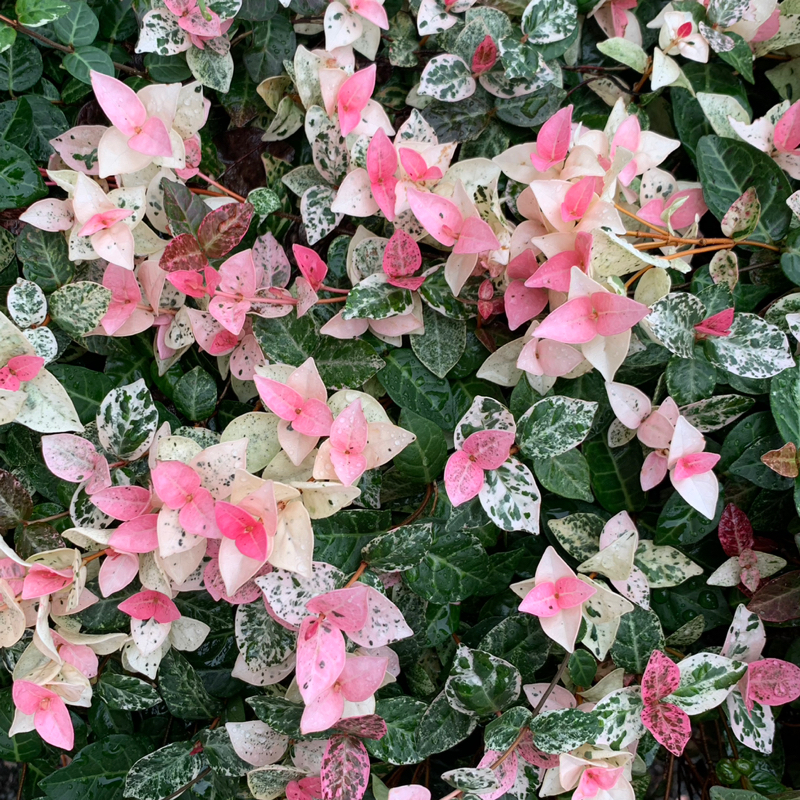 ダイキチdiary 11/9 放送回 ふりかえり