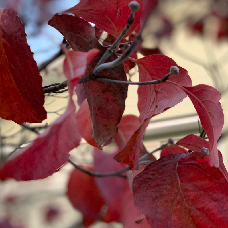 【収録の日】ダイキチdiary 11/16 放送回ふりかえり