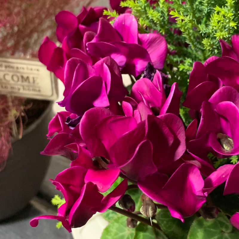 第5週の日曜日だけ放送する番組　ふりかえり