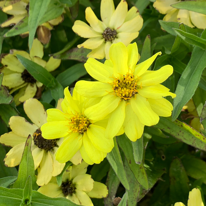 ダイキチdiary 12/7放送回 ふりかえり