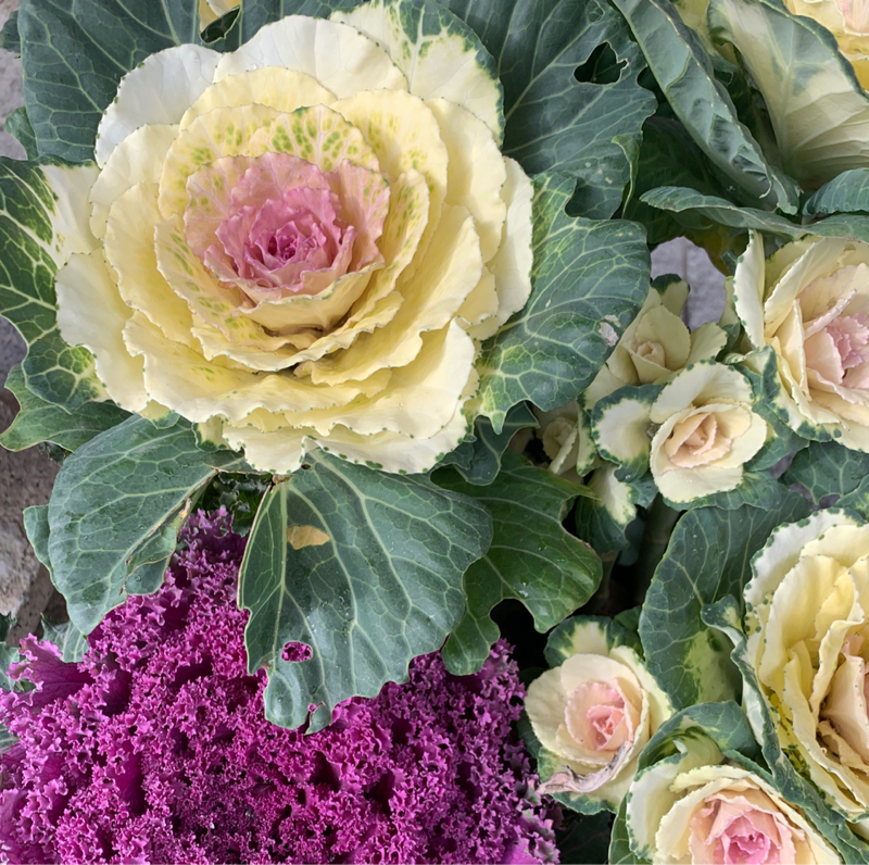 ダイキチdiary 1/4,11 放送回ふりかえり