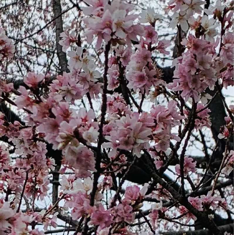 ダイキチdiary 1/18,25 放送回ふりかえり