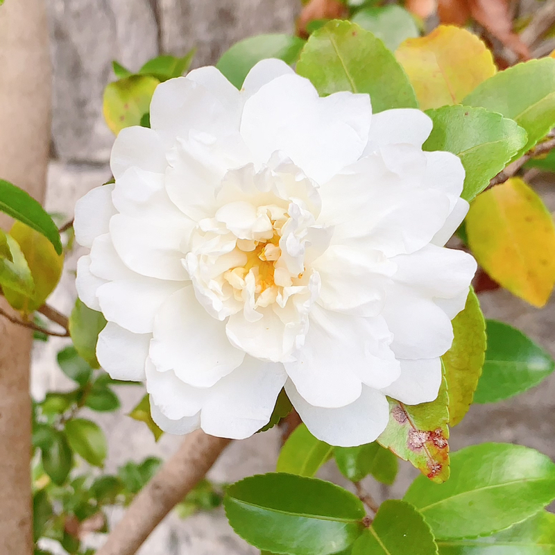 ダイキチdiary 2/1放送回ふりかえり