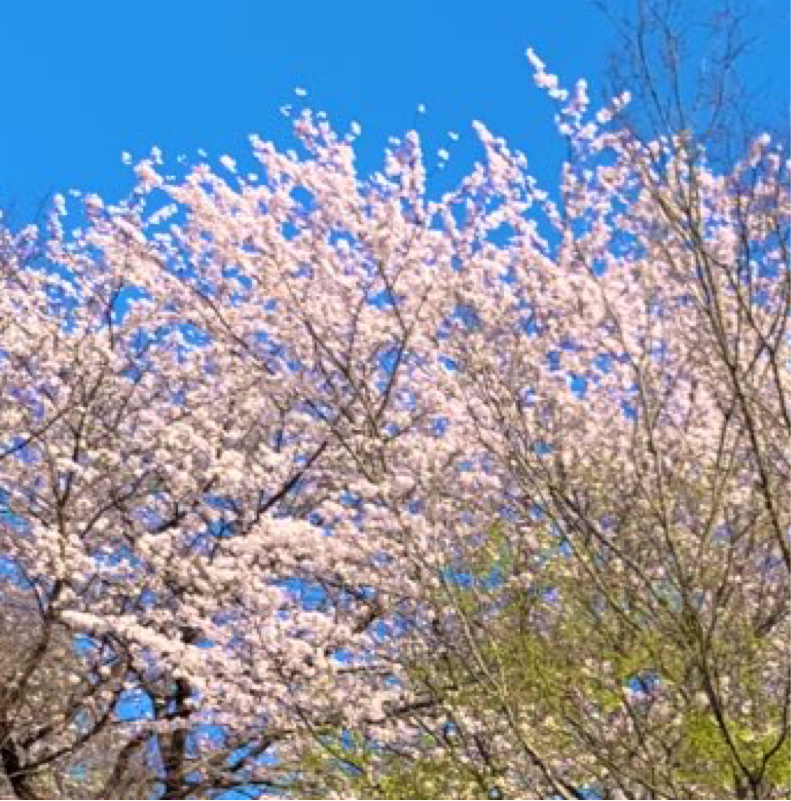 第5週の日曜だけ放送する番組3/29放送回ふりかえり