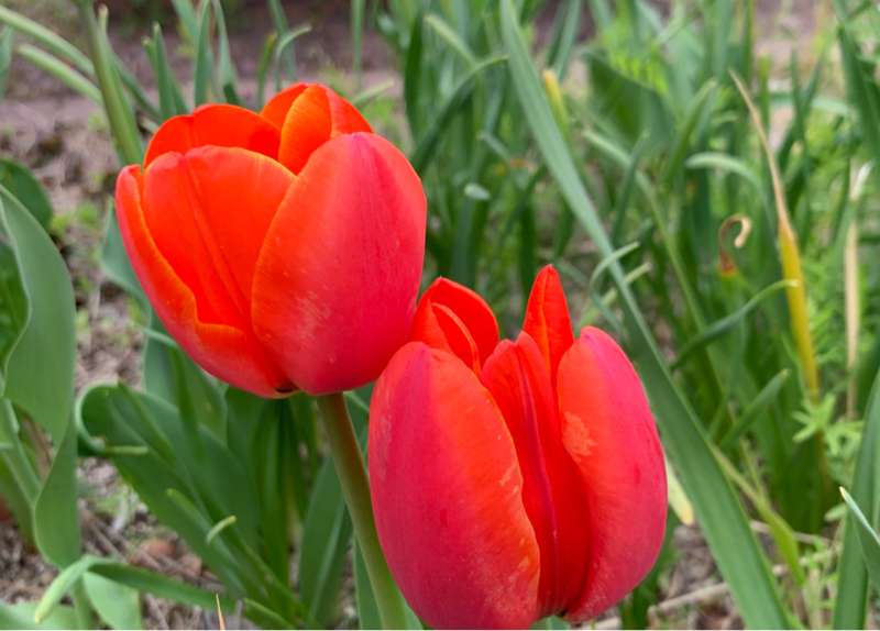 ダイキチdiary 4/5 放送回ふりかえり