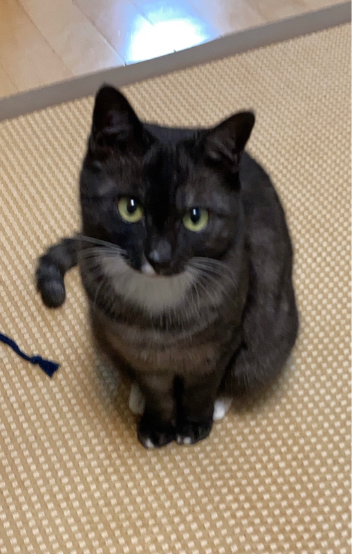 #86 熊の冬眠についてのお返しトーク