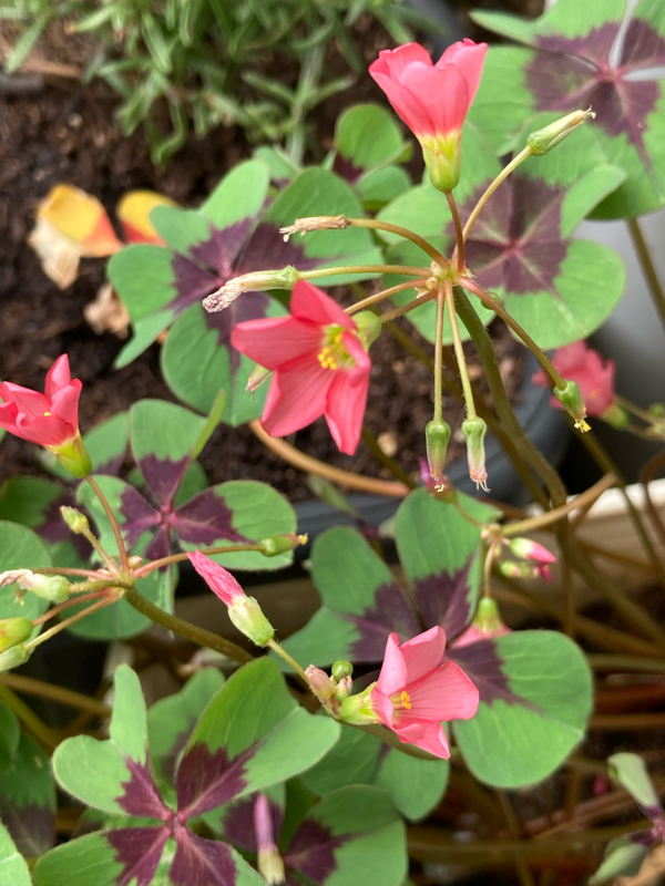 #241 キツい香りのピンク部長と1年前の収録内容にショックを隠せない私