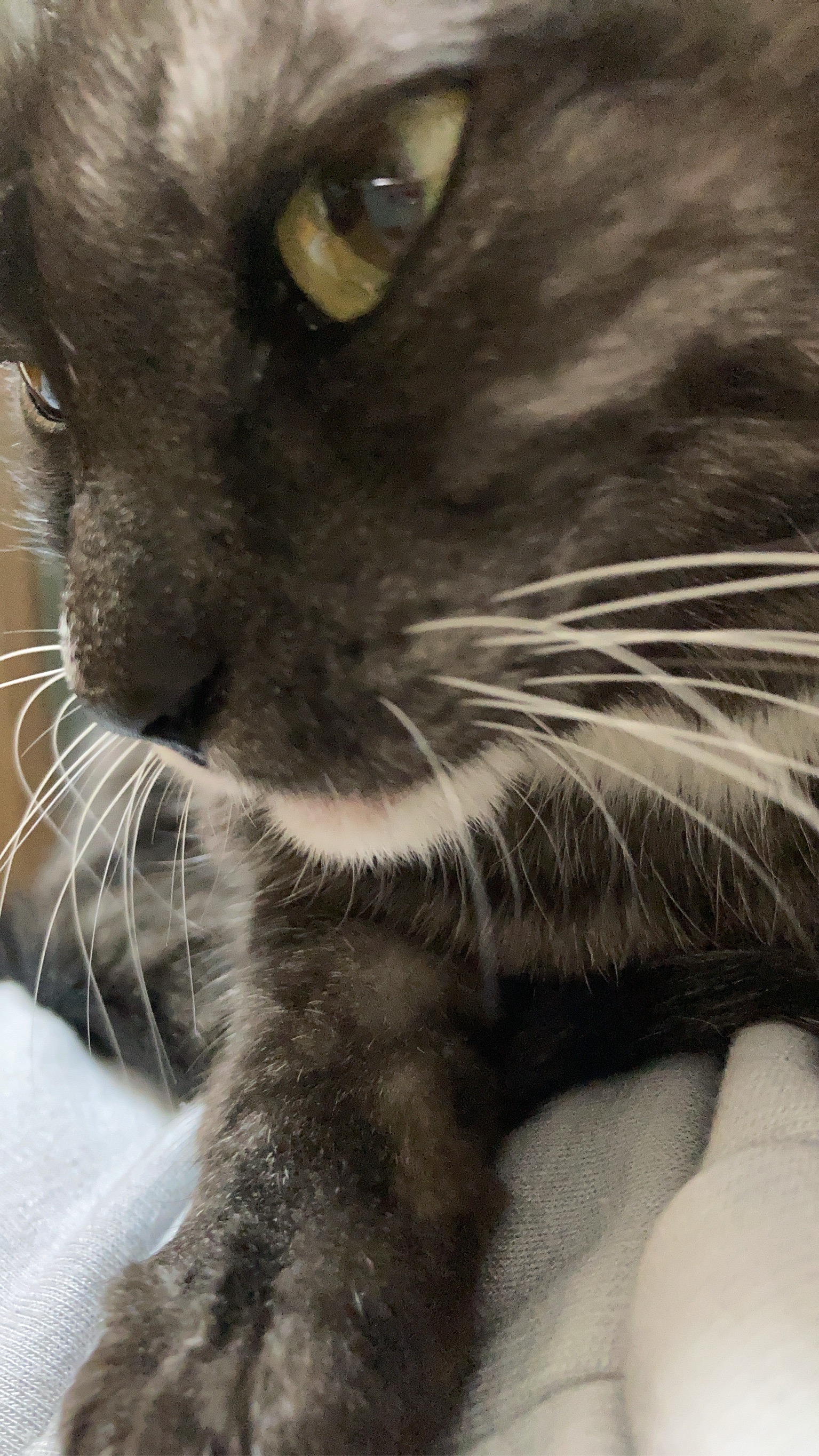 #324 猫のヒゲに沈黙の上司