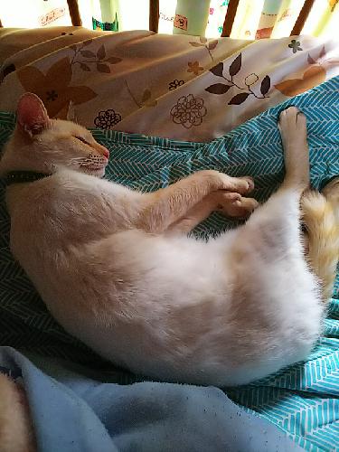 四回目、 ソシャゲ近況報告と自分の近況報告